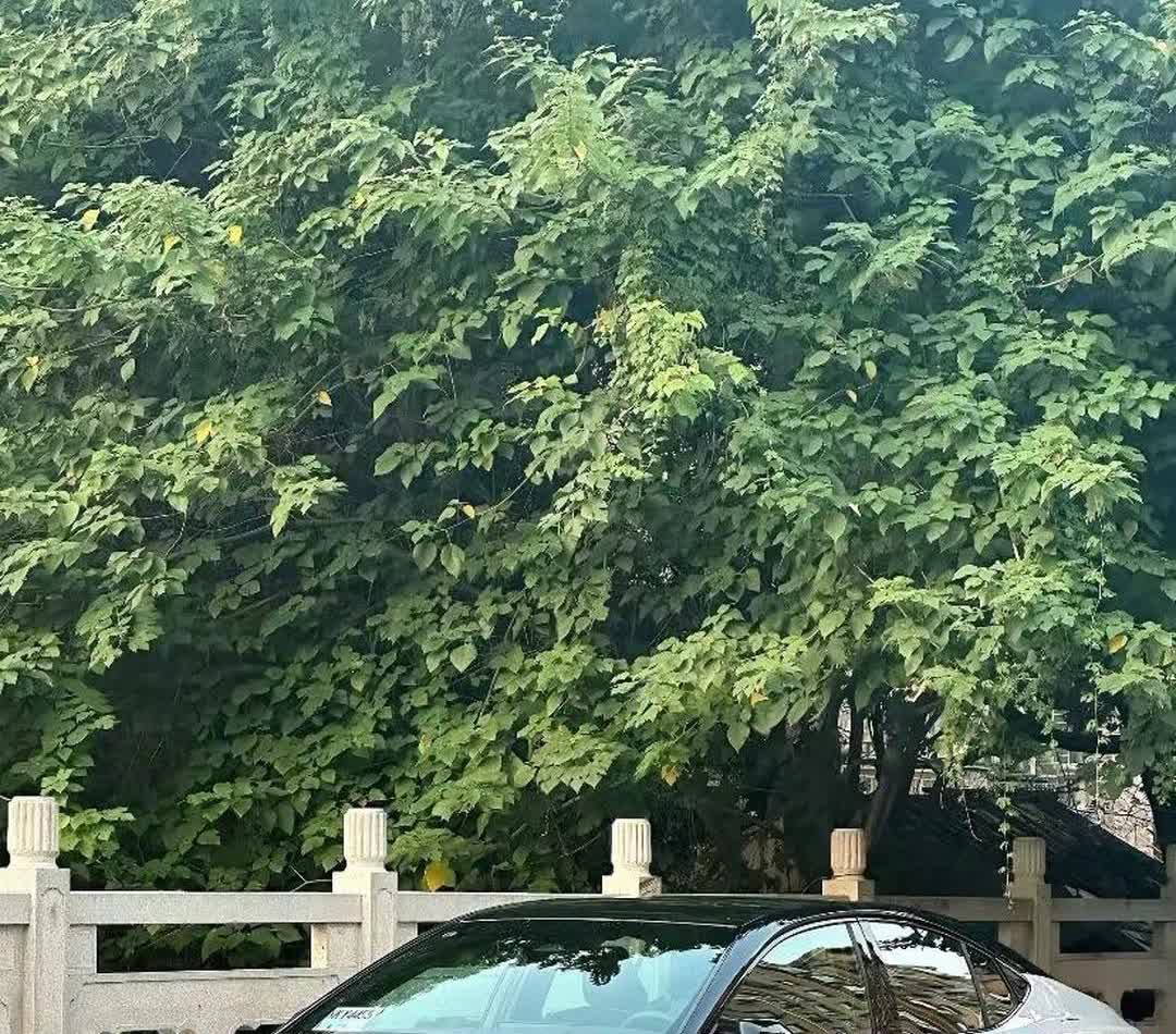 朋友吐槽凯美瑞双擎和燃油版差价缩到8000元，算账发现开五万公里就能省下1.3万