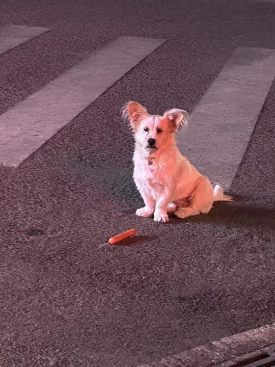 遛狗狗🦮🦮🦮
