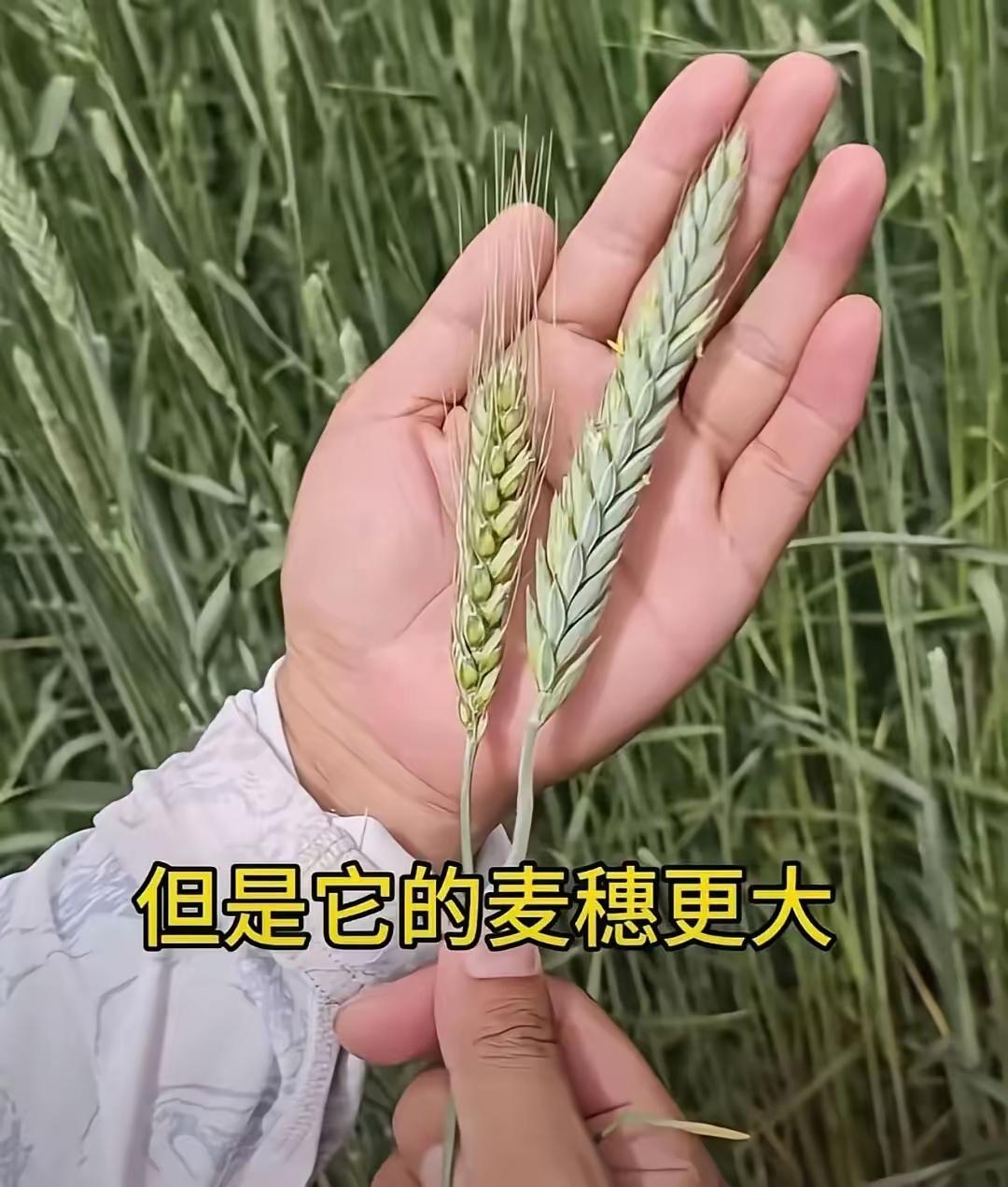 令人泪目！曾让袁隆平院士“挠头操心”的邝翡婷博士，近日公布了最新成果，视频一经发