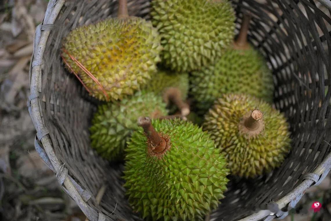 能入药么就像留兰香牙膏产量品种远超马国印尼部长称榴梿更是印尼国果B