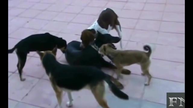 13701352626931561466.jpg?id=0