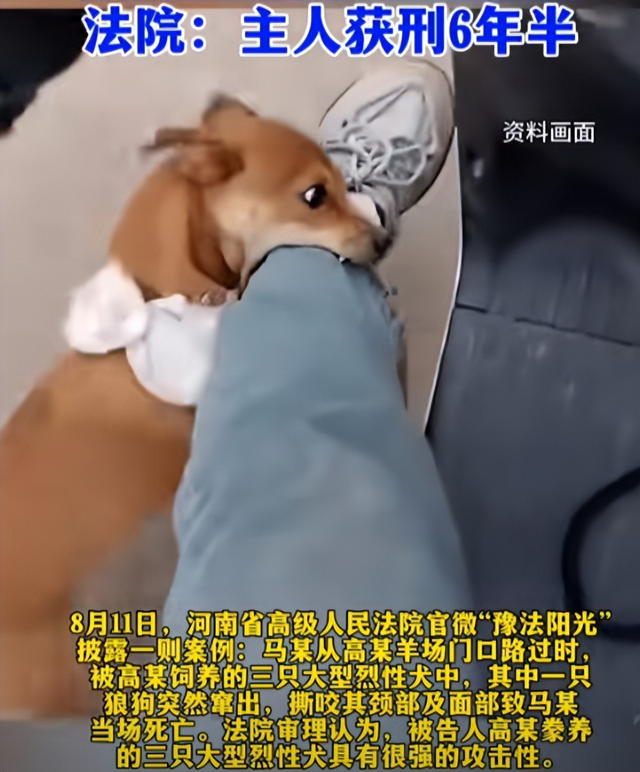 真的是大快人心！烈性犬撕咬路人致死，狗主人为了逃避责任，竟然辩称，人是狗咬死的，