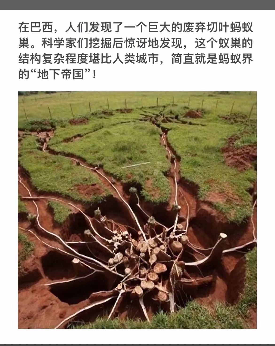 巴西发现巨型蚂蚁巢穴，宛如“地下帝国”！