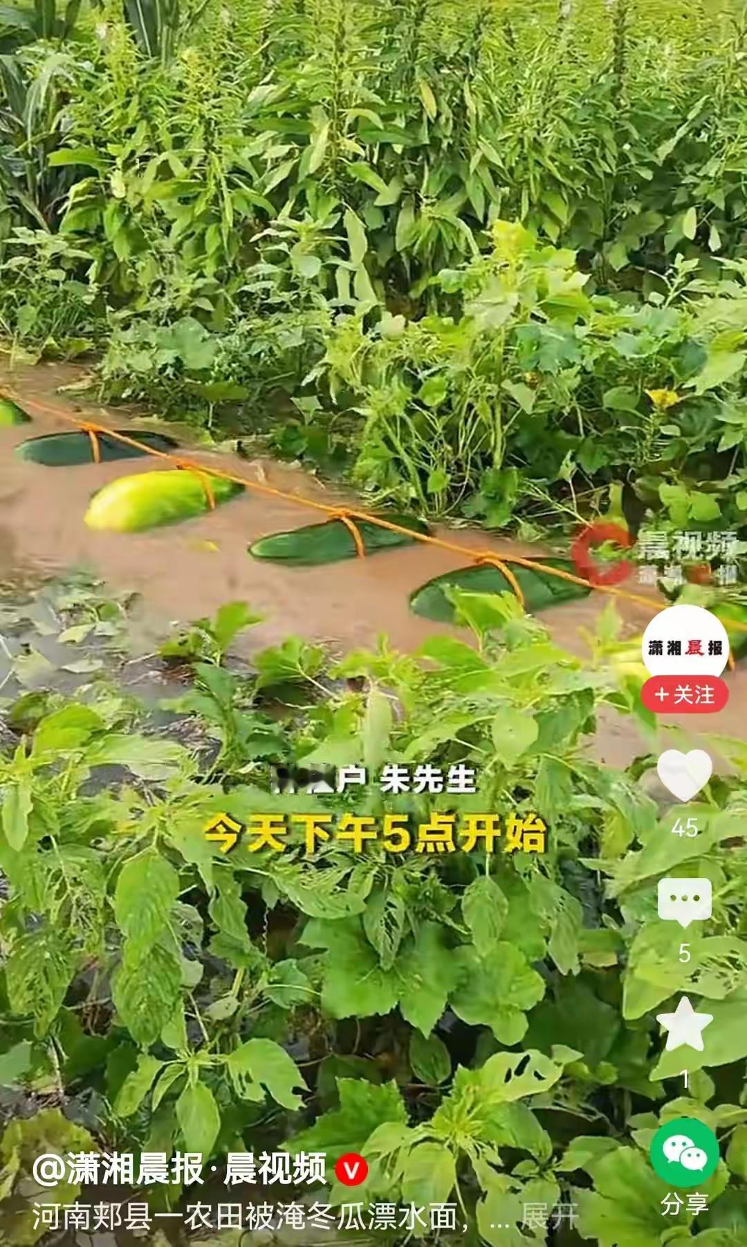 河南郏县，北汝河堤坝溃口，大片农田被淹，积水最深能达到两米，种植户朱先生田里
