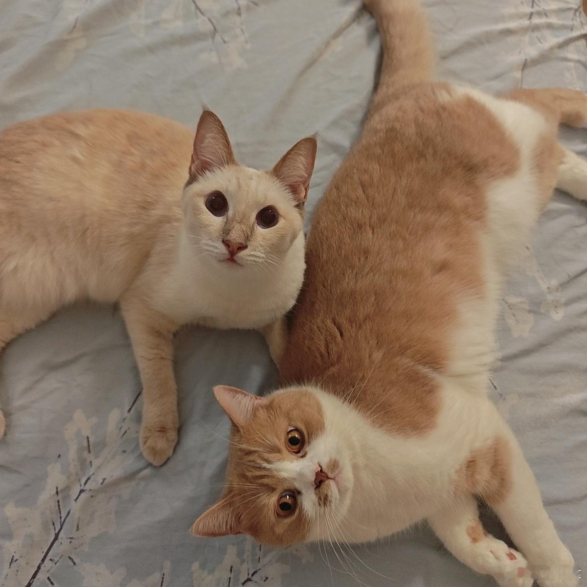 没人问但我还是要发一张猫照因为太可爱了