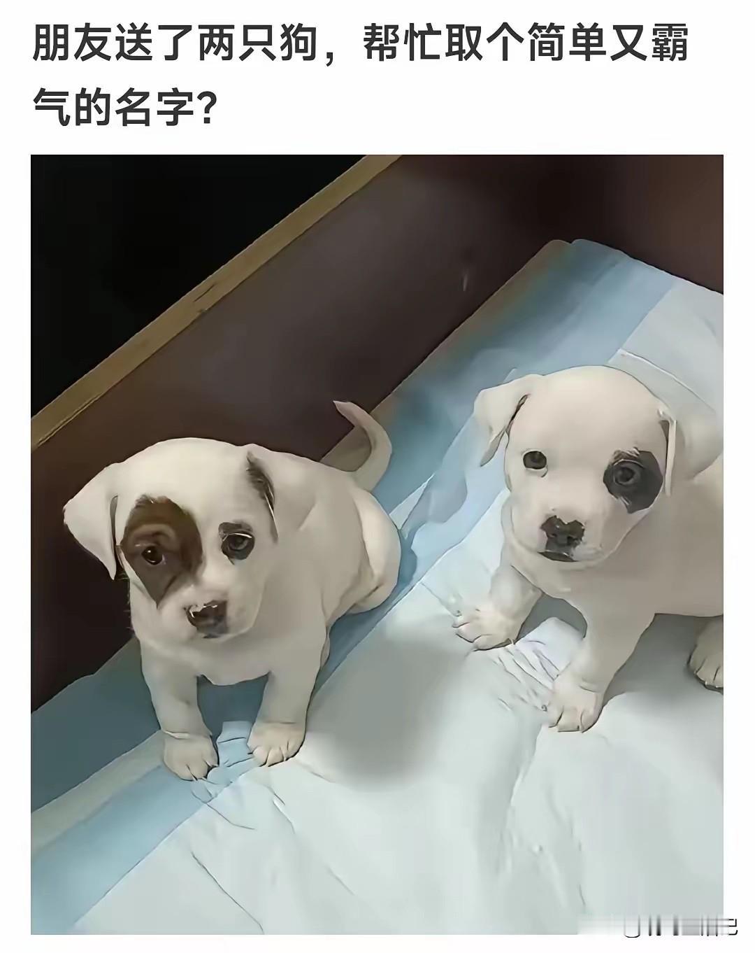 可以确定，你俩是亲兄弟，就是还差一个好名字。