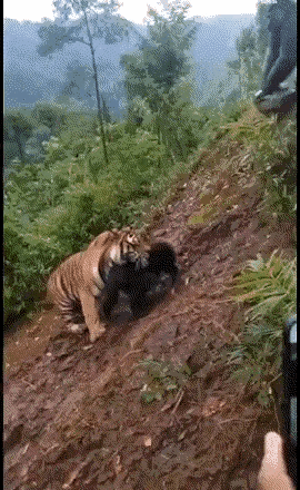 老虎是兽中之王吗？看完这个视频颠覆了我的想象，原来这个“黑金刚”才是真正的霸主！