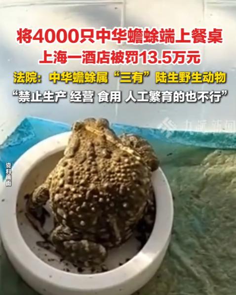 “聪明反被聪明误！”上海一家酒店为了暴利，40天内疯狂购入4000只中华蟾蜍，加