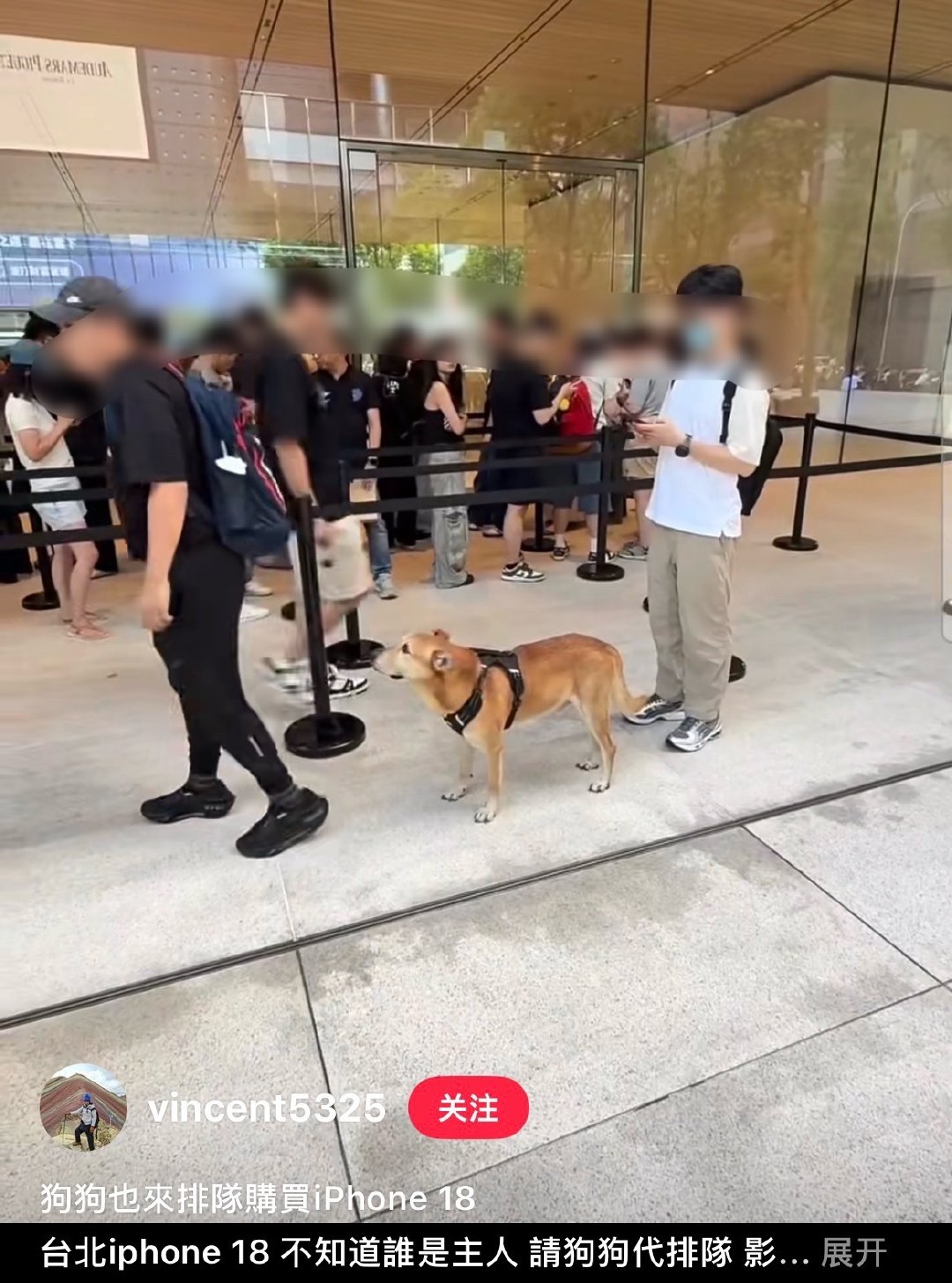 狗狗都知道排队​