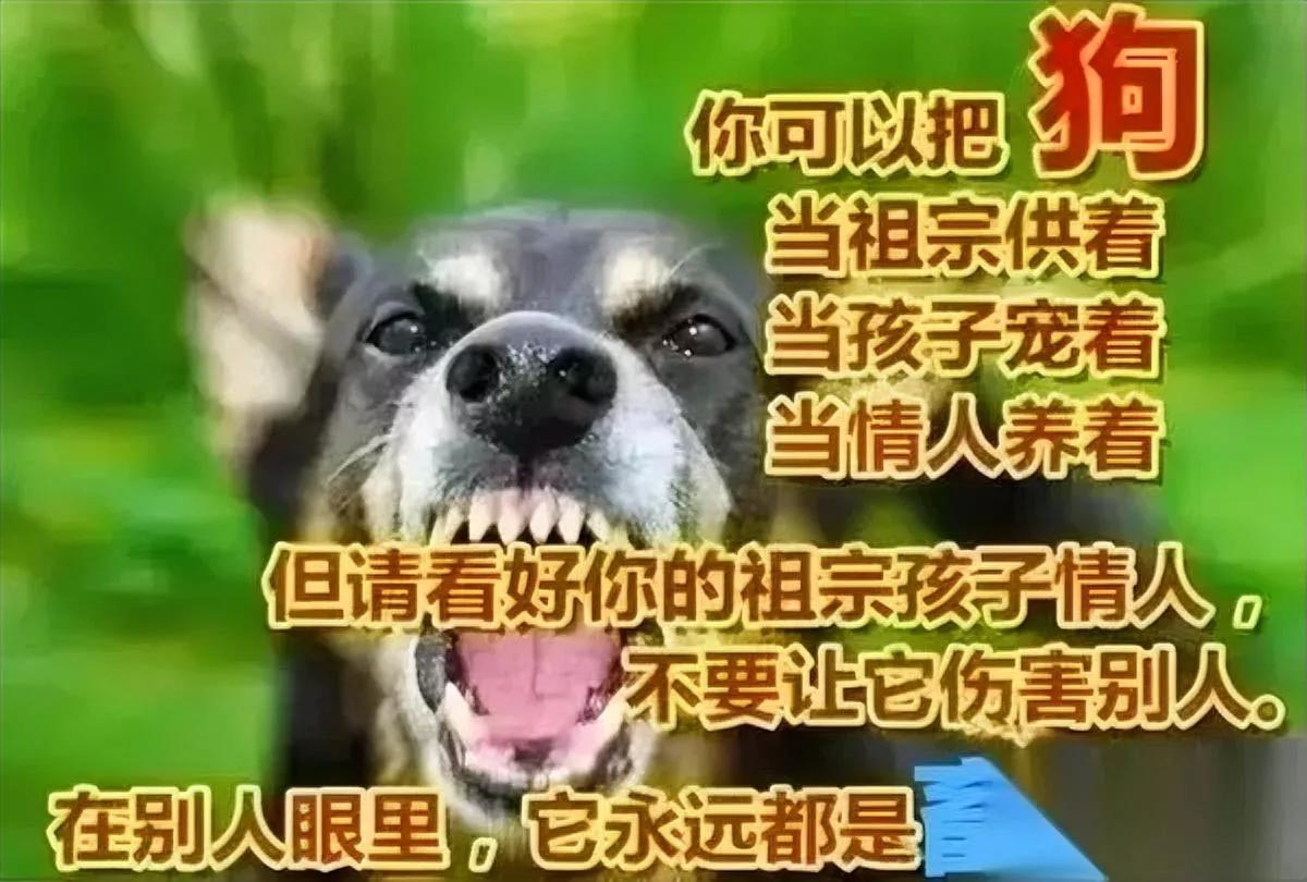 北京那养狗大姐最近脸疼死了她之前撒泼喊的那句“法绝不向不法让步”，这回真