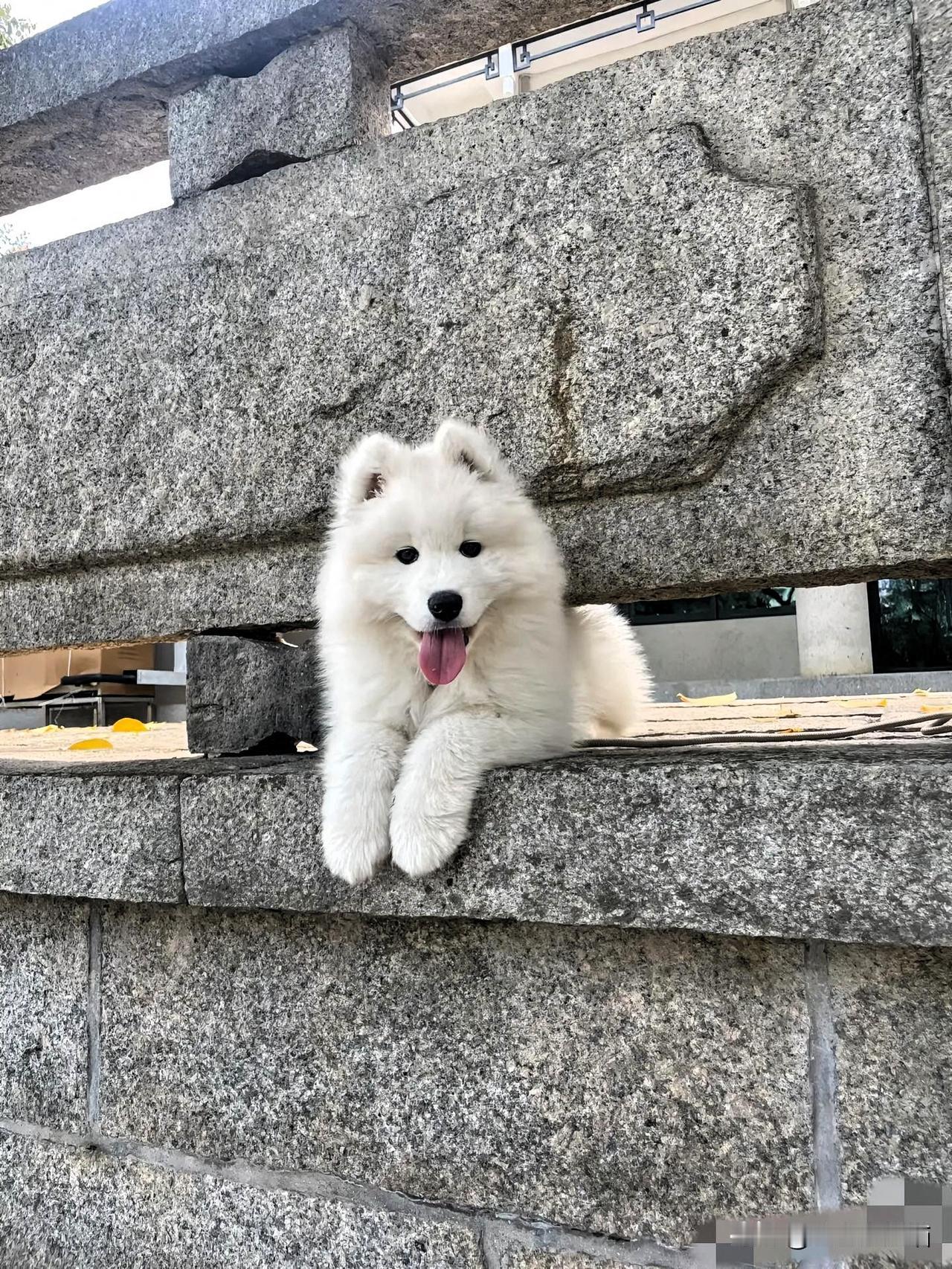 这个小区的做法，值得所有人学学。小区流浪狗的去留，最近吵翻了天。有人嫌狗乱
