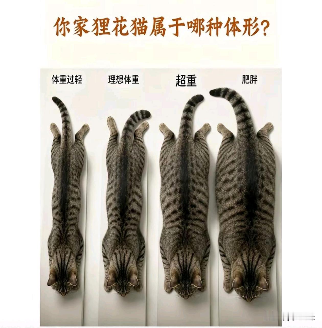 我家直接是半挂