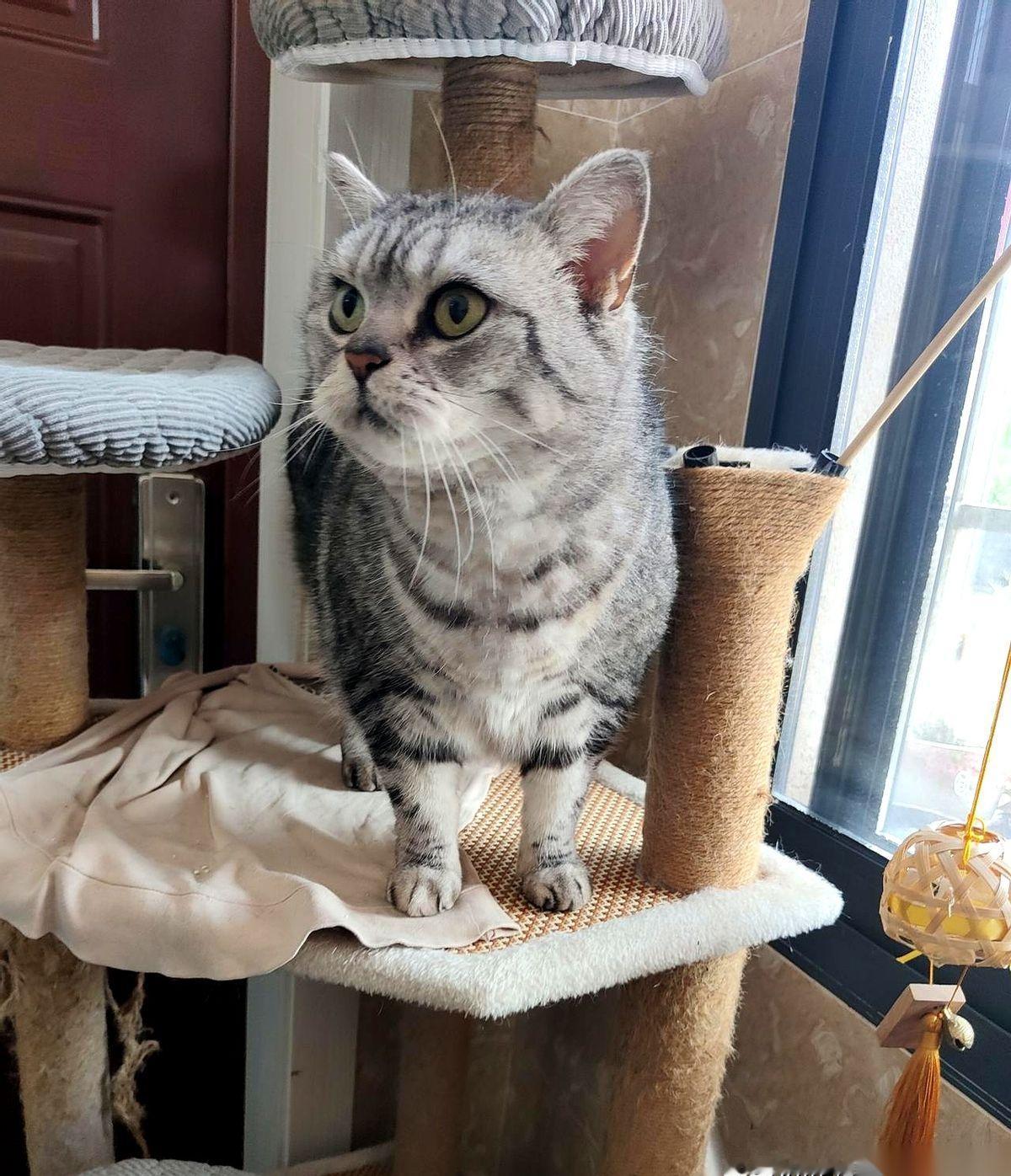 花了1万多块，费了天大的劲儿，从国外把它弄回来。结果呢？从9楼的窗台，pia