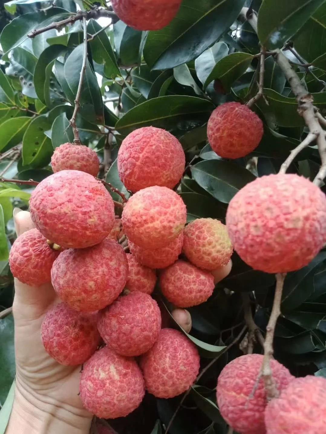 10元3斤的桂味荔枝，太贵了！现在10块钱都可以包一棵树了。想想去年，在产地买