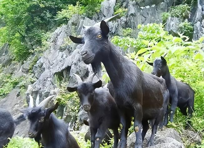 1959年，科隆群岛上的几个渔民，将一公两母3只山羊遗忘在了岛上。却没想到，这样