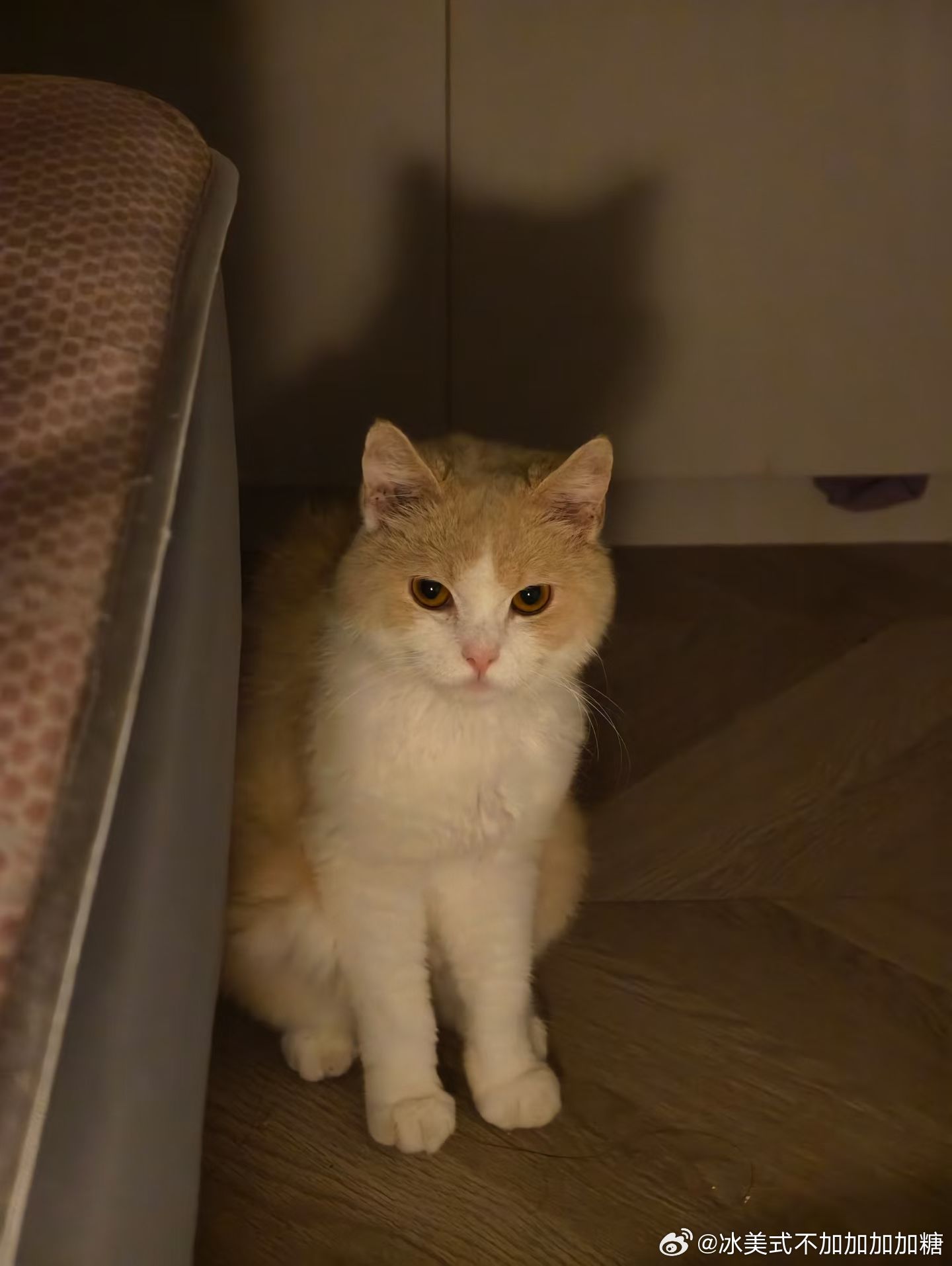 可爱小猫！荷花🌸