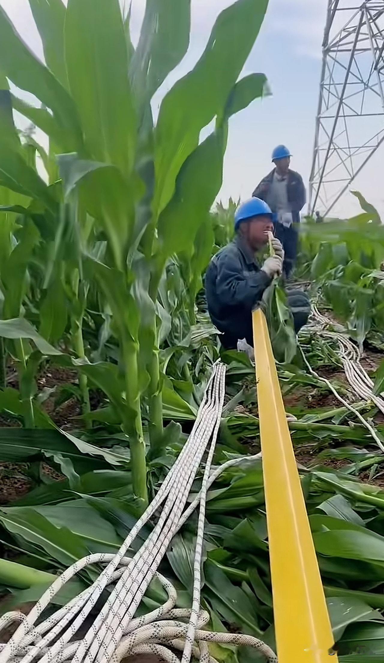 牛马只管吃草，经理只管领导小时候的味道