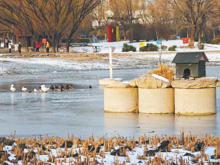 北京太阳宫公园湖水结冰 鸭鹅难登岛回“家”