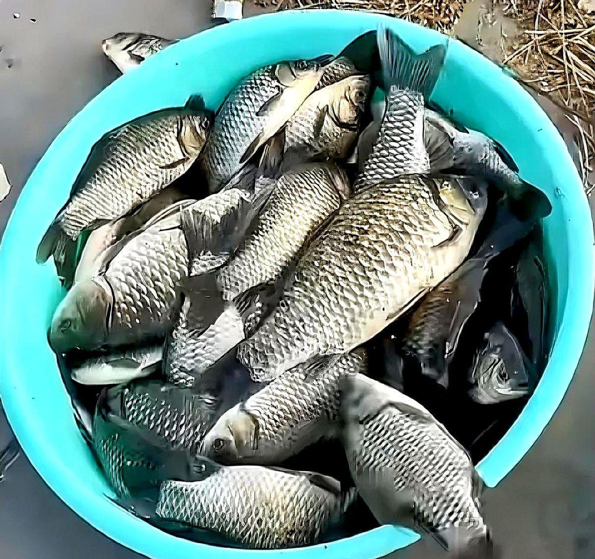 烟台这河里的鱼，多到让人不敢信。就在牟平观水镇埠西头村附近的大河，有人一天钓