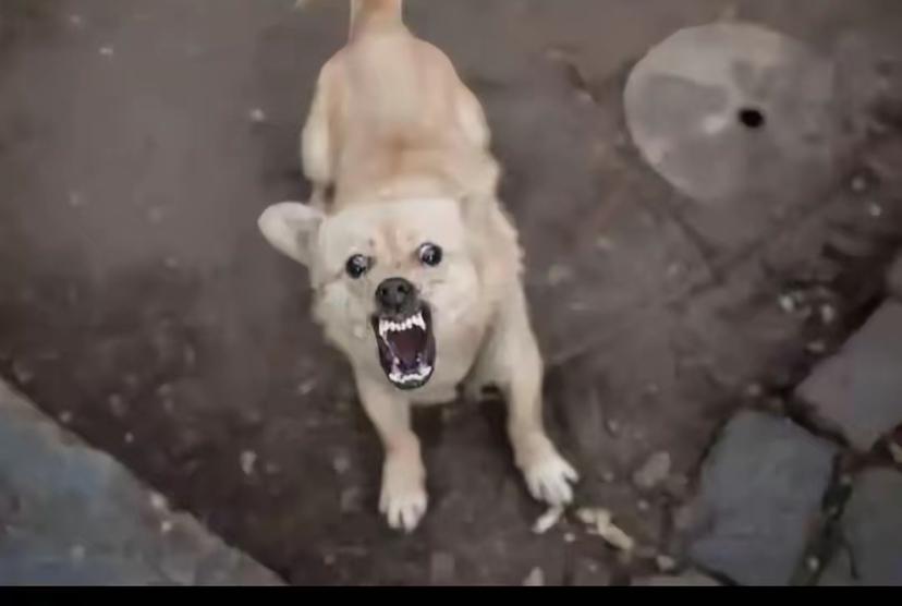 狗咬人反杀案的核心疑问，警察到底为啥没拦住这场悲剧？申家孩子被狗咬后报警求助，警