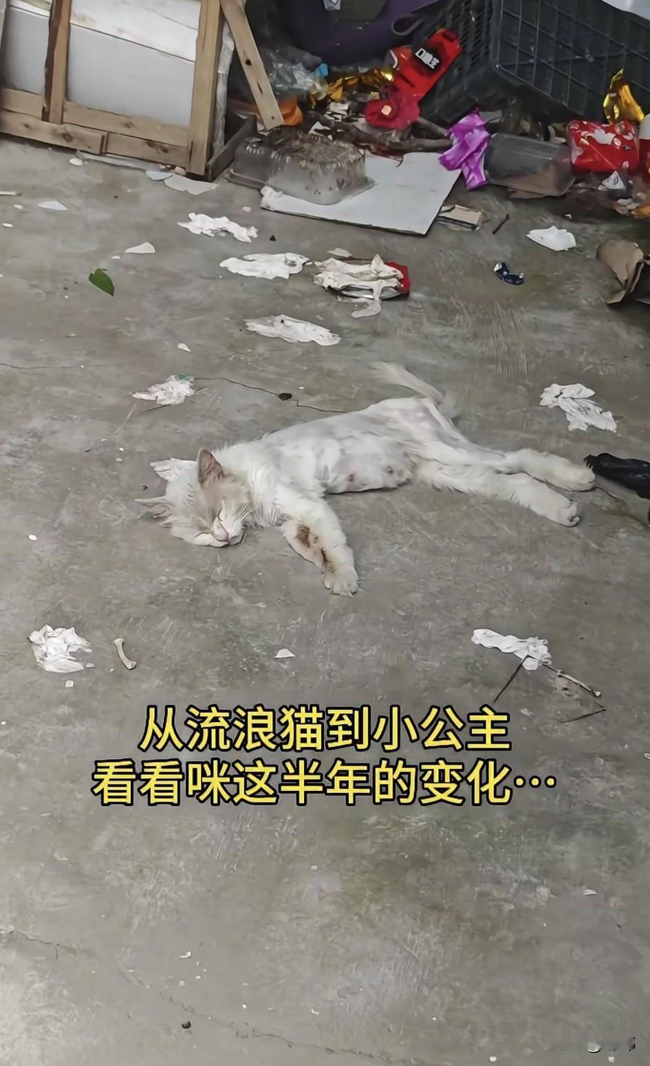 泪目了！一位小姐姐在夏天的时候在一个废弃的仓库，看到一只躺在地上奄奄一息的小猫，