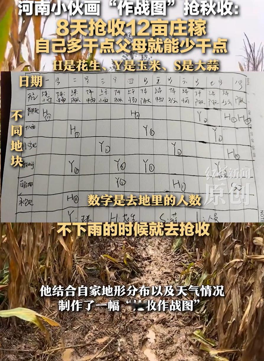 河南新乡，一男子假期返乡，因为持续的降雨，一家三口对于秋收也是相当苦恼，于是男子