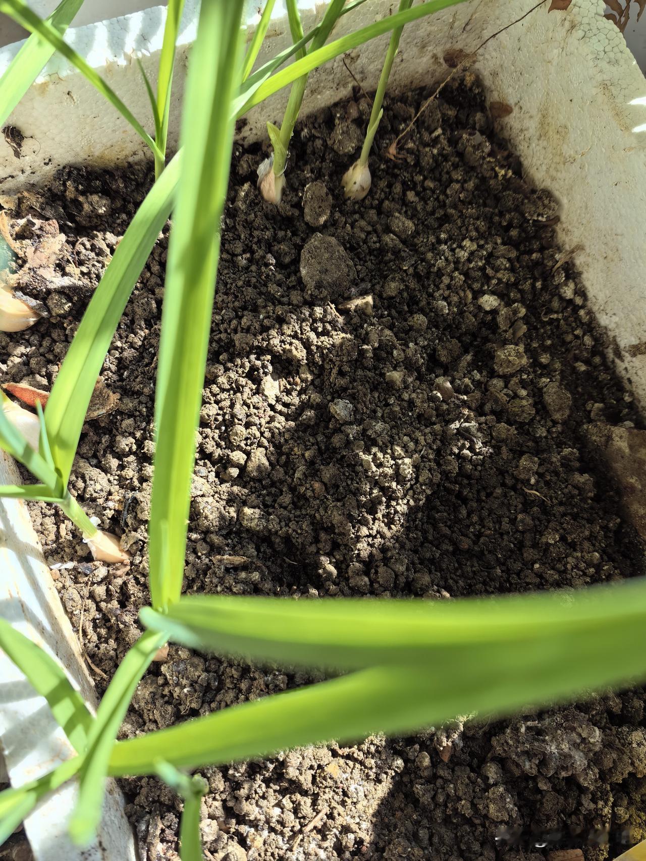 菜籽也会失效啊，随手插的蒜苗已经长得很高，但撒下的小白菜种子却没有动静。也是