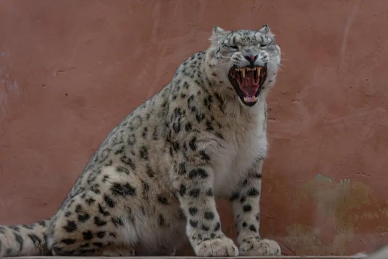 反转！被雪豹咬伤女子转出急诊，目击者曝关键细节，赔偿问题有答案了！家人们，