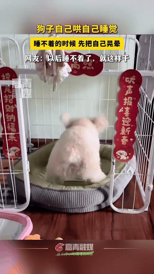 小狗：我宣布，我发明了人类史上最快入睡法！步骤1：在窝里疯狂摇头晃脑，把自己