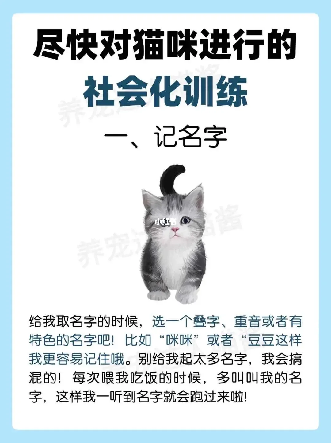 尽快对猫咪进行的社会化训练