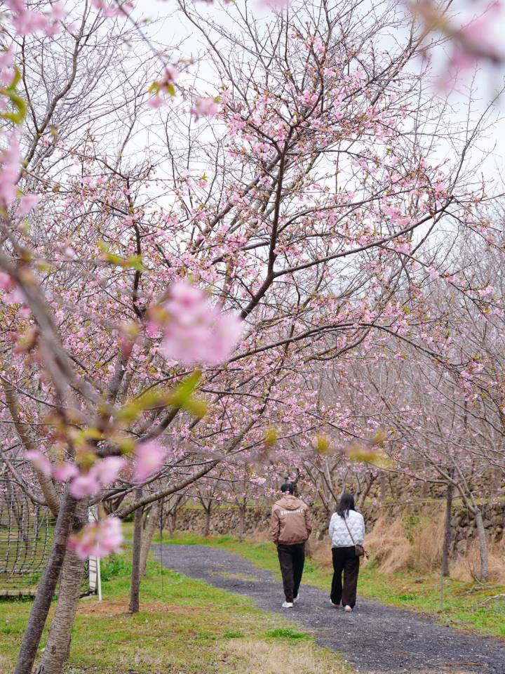 杭州这座小山上的早樱, 都开好了!