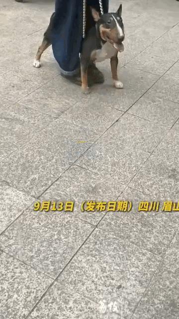四川一大型犬连咬四五人，有小孩被咬成重伤。爱狗人士出来讲两句，每次有流浪狗被清理