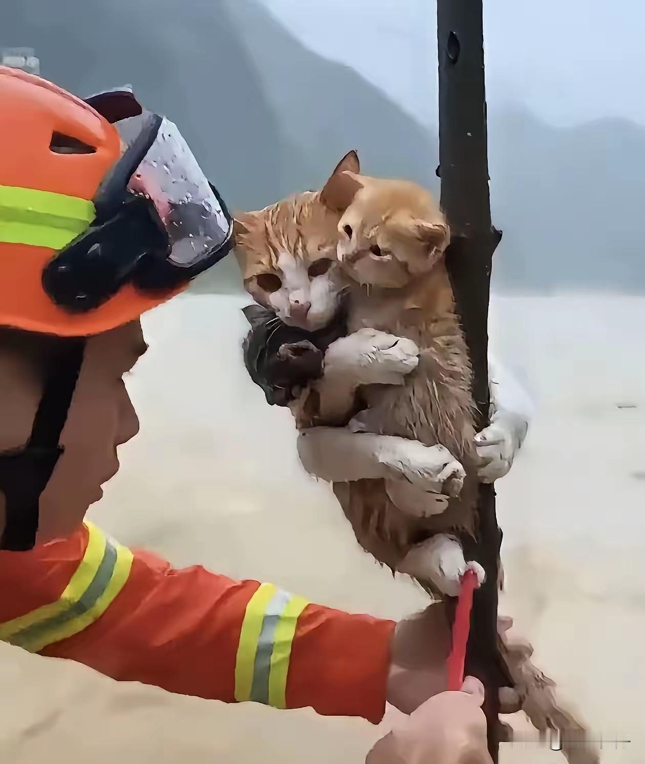 母爱真是太伟大了，洪水中猫妈妈抱着两只小猫咪攀附在一棵小树上不愿意撒手，直到消防