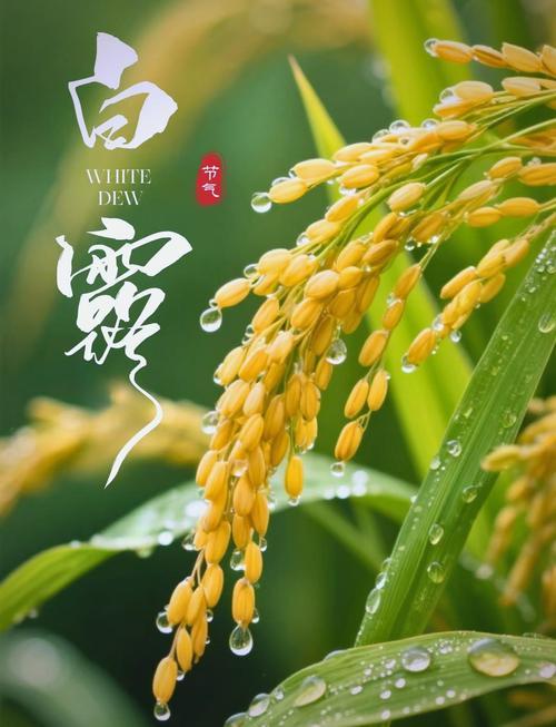丰收在望9/14/八/初四/晴/早上好白露秋分中秋天，天高云淡天湛蓝。气
