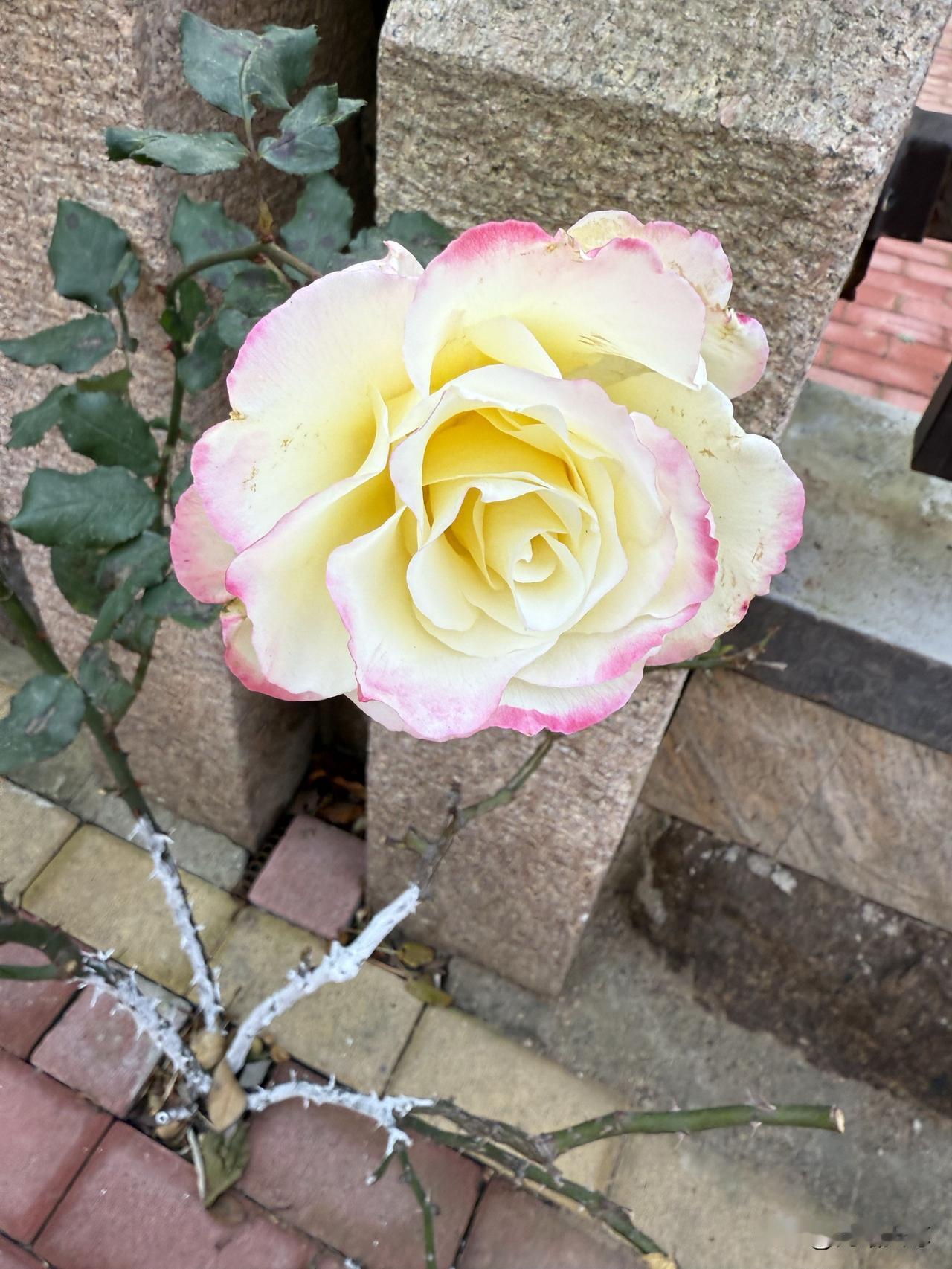 昨天是星期一，是我居家工作的日子，上午把自家院里的菜查看一遍浇浇水，修剪月季枝条