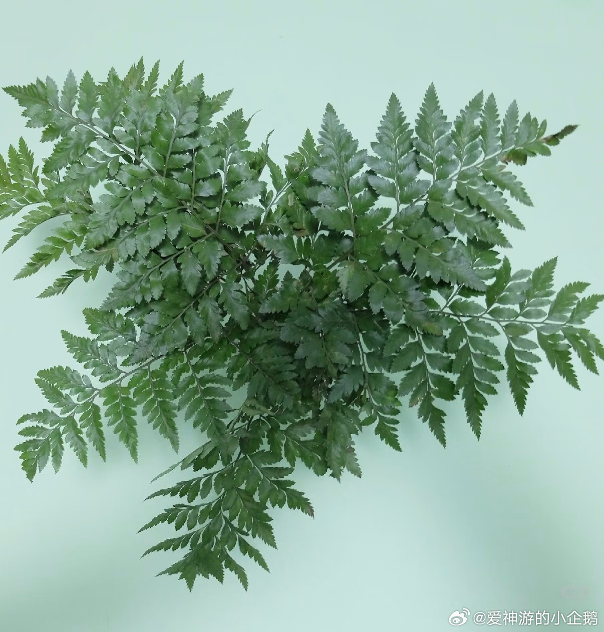 三、高山羊齿的种植方法：1.土壤配置：经典小众切花观叶植物，喜疏松肥沃的腐殖土