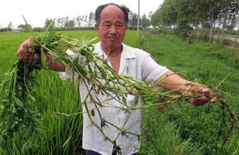 90年前，日本人将一种毒草带到中国，并大面积种植，泛滥成灾后差点导致我国农作物绝