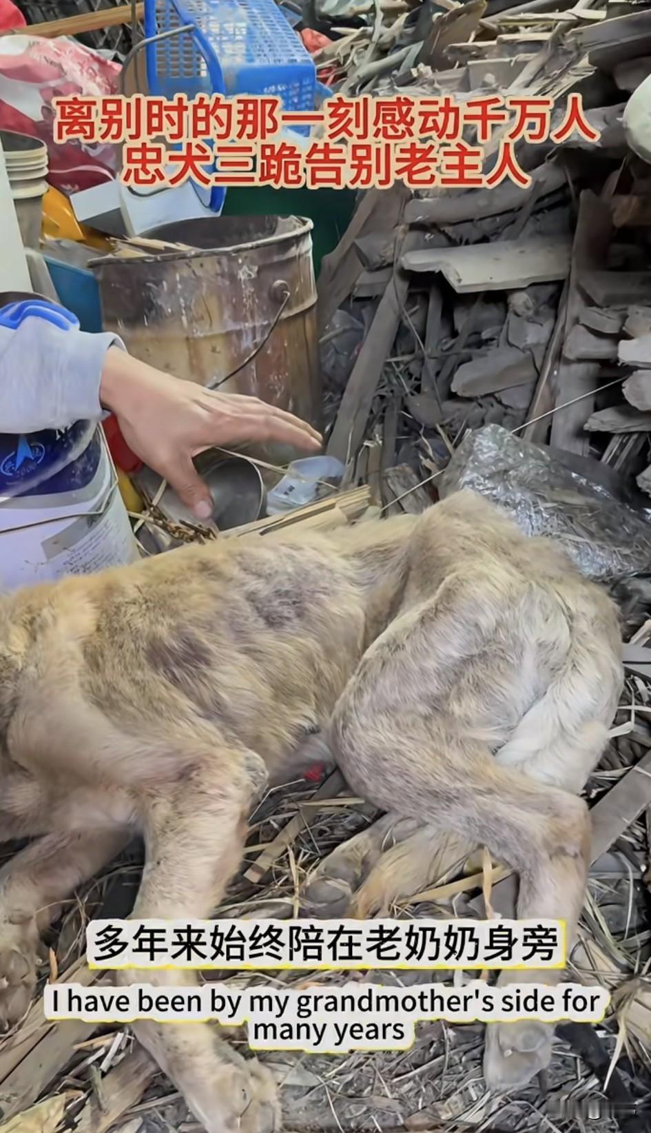 泪目了！一位老奶奶养了一只拉布拉多陪伴犬，由于她年岁已高，所以没有太多的精力去喂