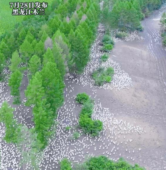 黑龙江木兰县，一男子厌倦了打工死工资，承包林地一口气养下13万只狮白鹅。无人机飞