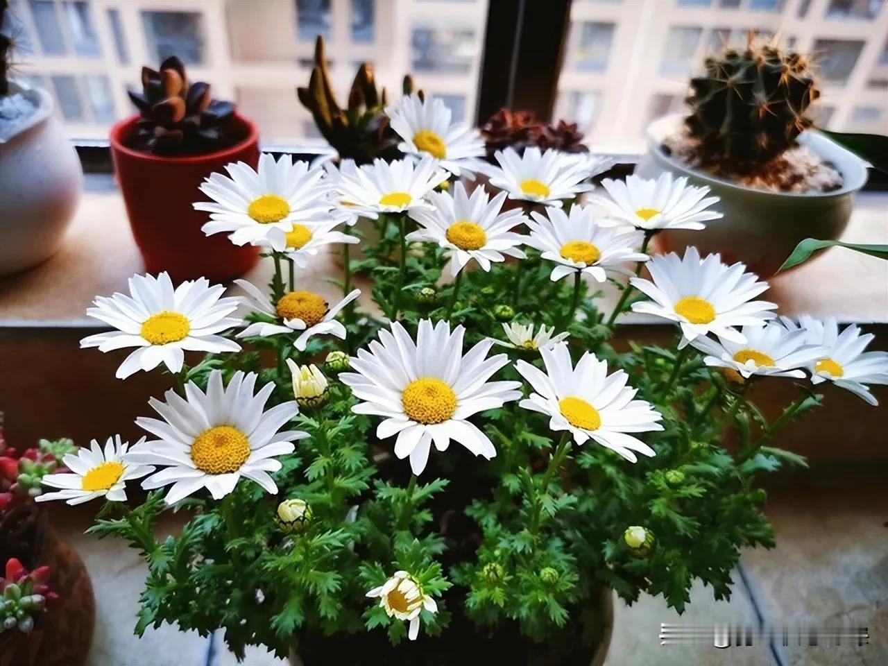 正月养肝正当时！这道平价蔬菜是“养肝冠军”，清肝火养气血，现在吃正合适正月