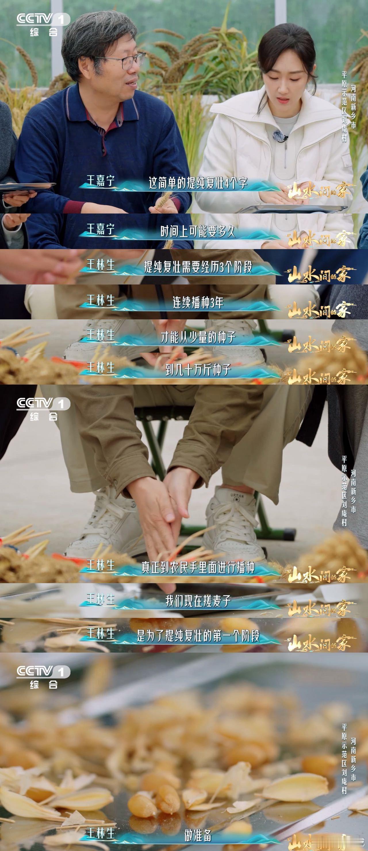 中国科学家花10年培育1粒小麦种子每4个馒头就有1个来自河南十年心血育出一粒麦