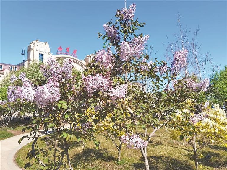 花开丁香 心向故乡