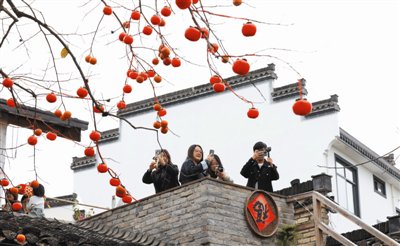 安徽黄山: 马头墙下柿子红