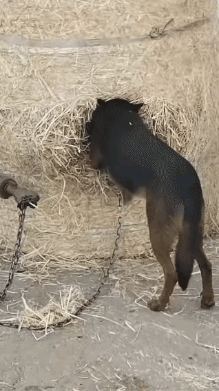 小时候要有这么好的地，哪能轮得到狗子[笑着哭]