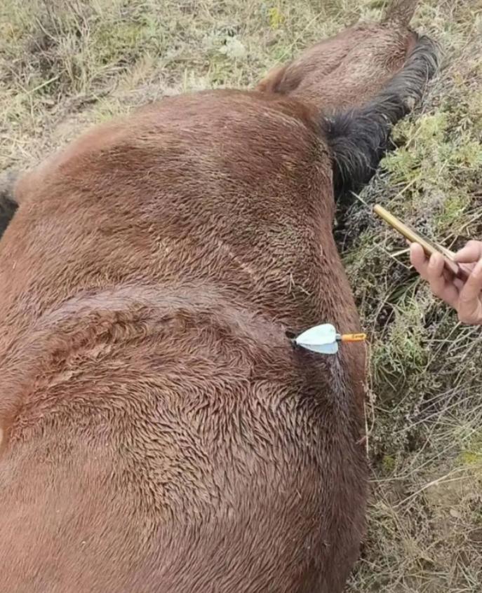 太危险了!10月21日,山西吕梁,一男子将马散养在养殖场内,第二天再去看时,却发