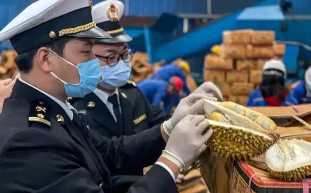 赚中国人钱还毒害中国人？可谁能料到，泰国榴莲这事越挖越吓人，这泰国榴莲里竟藏着要