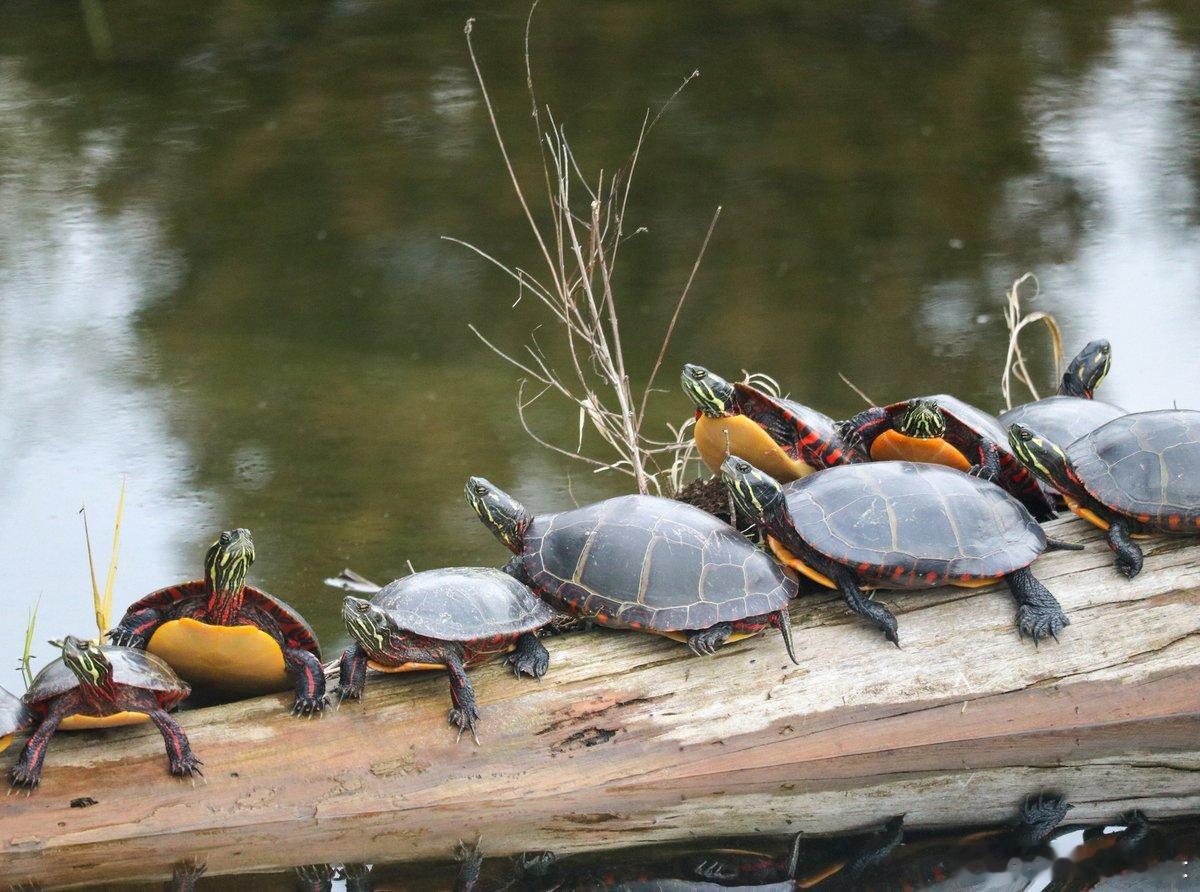 晒太阳（乌龟派对版）