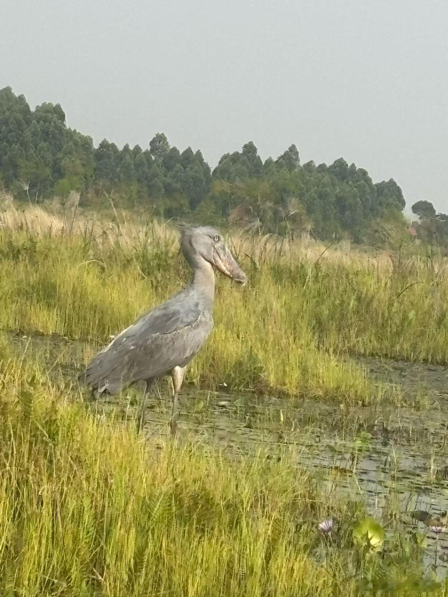鲸头鹳，这是一种乌干达独有的濒危鸟类，这种鸟特别大，有半个鸵鸟那么大，身高可以达