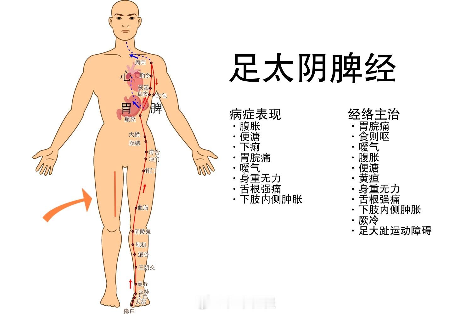 慢性胰腺炎，胰腺问题就做大腿上的脾经线，以橘色编辑线为参考，操作的时候主观想象大