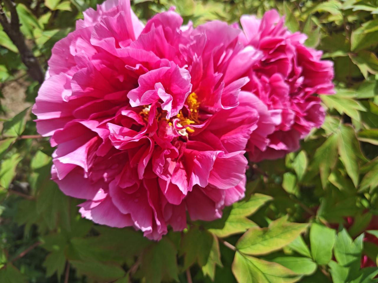 牡丹因什么而雍容华贵？上午，和朋友一起到乾陵下看牡丹，这里的牡丹园不但面积大